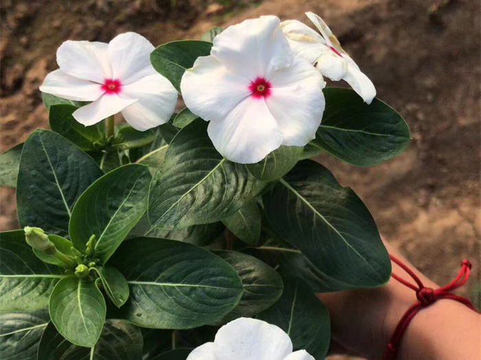 長(zhǎng)春花