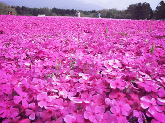 芝櫻